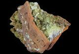 Gemmy, Yellow-Green Adamite Crystals - Durango, Mexico #65310-1